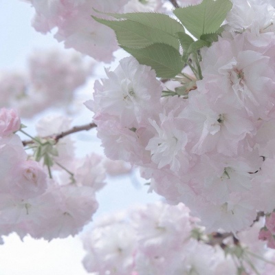 商城福瑞交流群